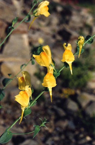 Linaria genistifolia ssp dalmatica en fleurs sur talus pierreux en pleine lumière